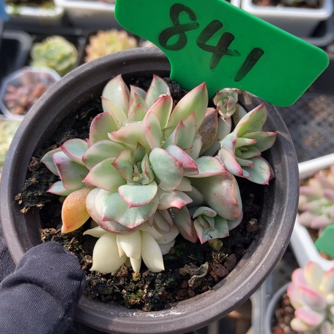 841月光女神锦多肉植物保护