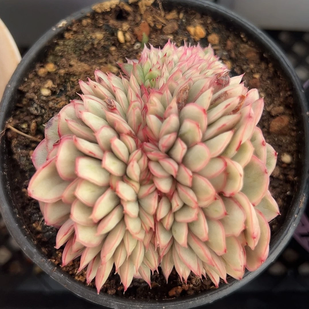 麦秆锦缀多肉植物