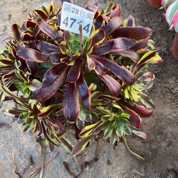 4714南欧嘉莉多肉植物