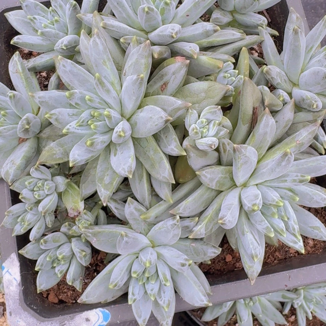 320美人凡艺多肉///