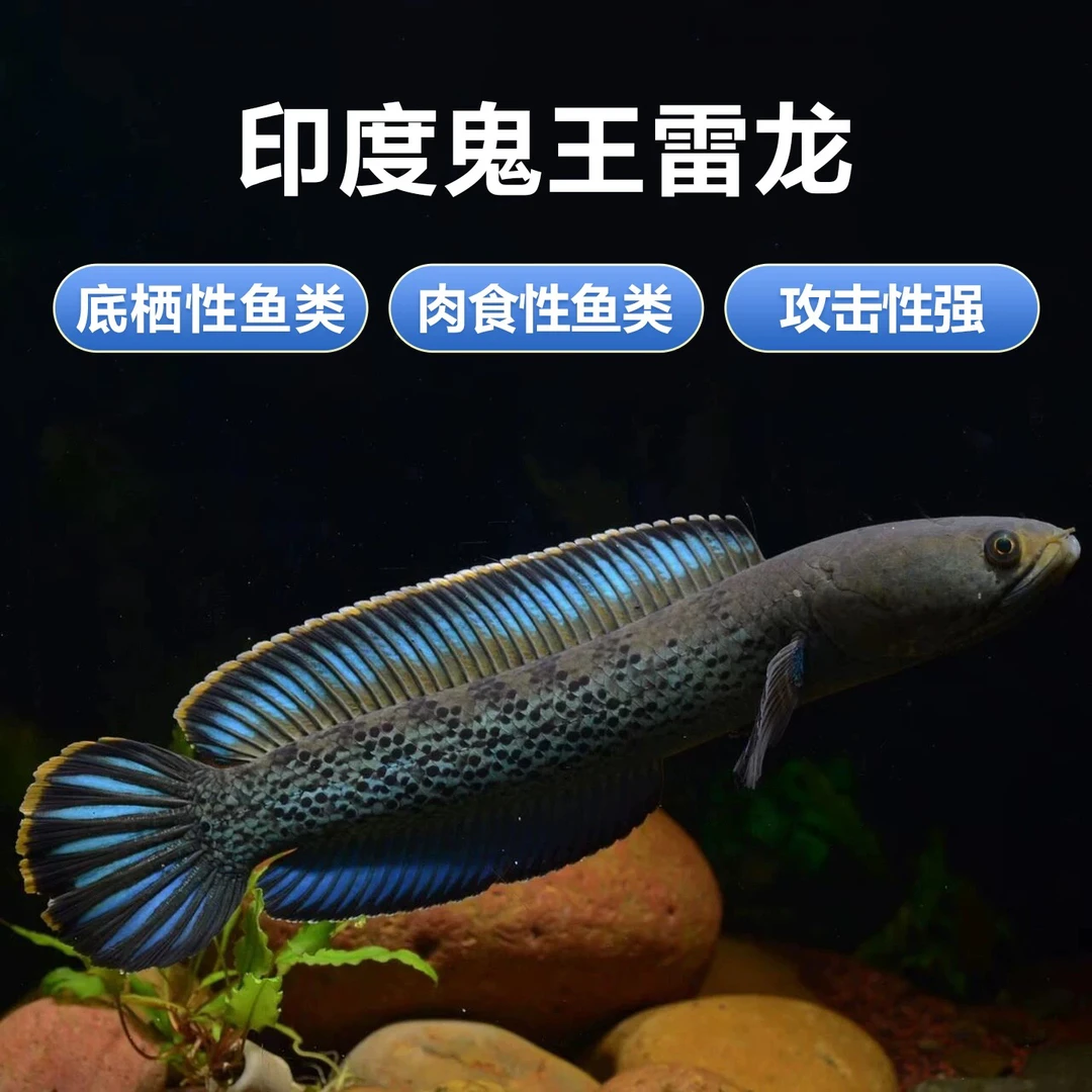 蓝宝石鬼王雷龙 大尺寸鬼王 中型雷龙鱼 巴卡二型  淡水观赏鱼