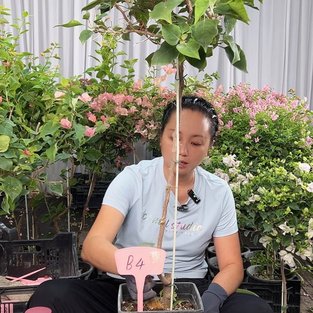 龙***哥当前无花栽培后可以开花Ｂ４不甜