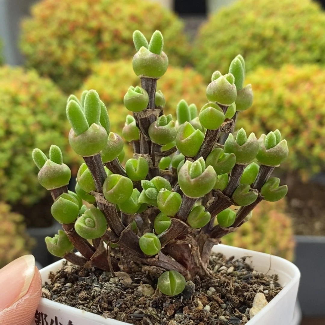 枝干兔子1683枝干番杏