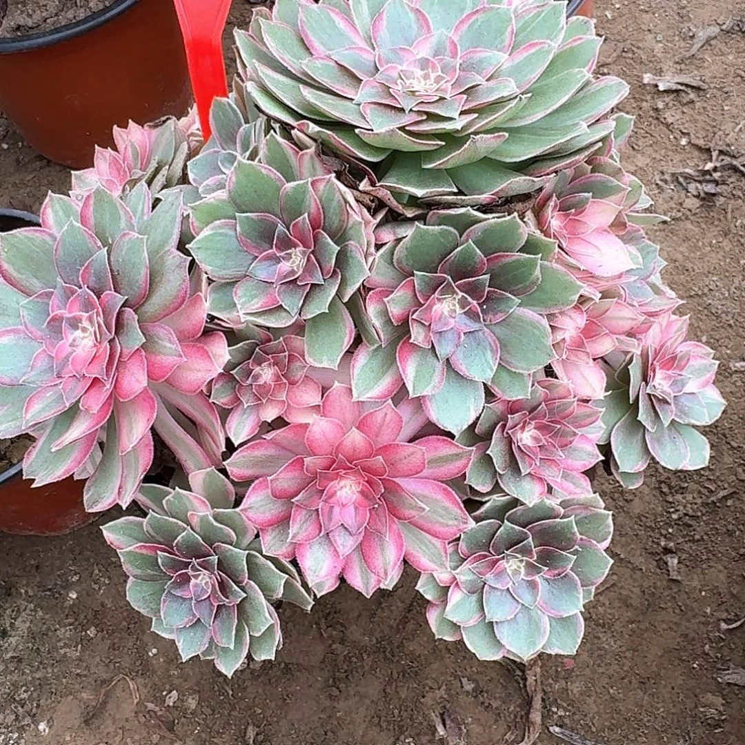 从***驴4188黑魔锦多肉法师