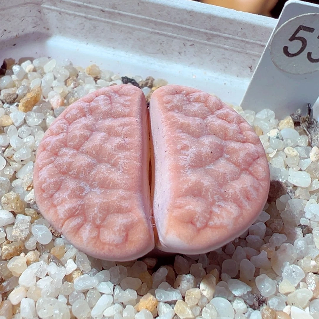 1118-407多肉多肉拿铁2.6cm