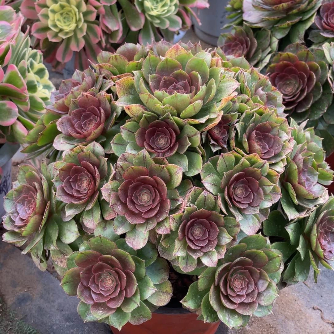 816糖心欧若拉精品法师多肉