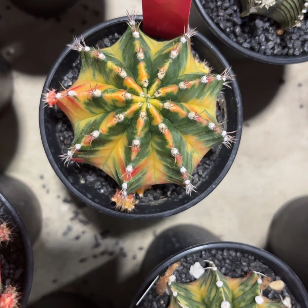 不***语253-1209泰国发货多肉