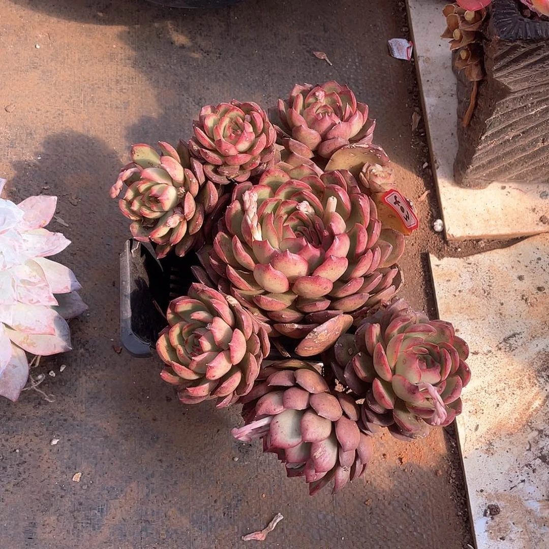 403保利一物一拍多肉