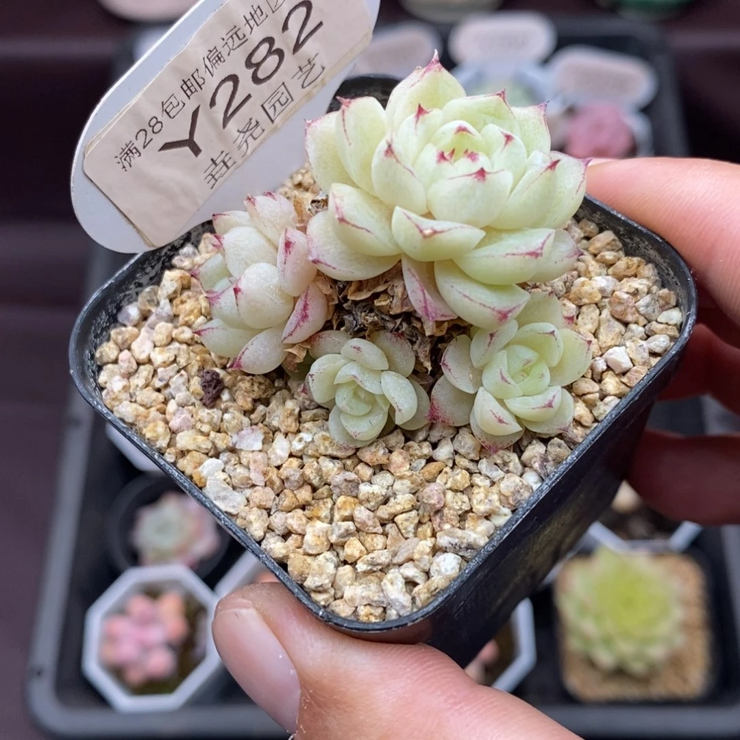 0282 女王群 4.5cm