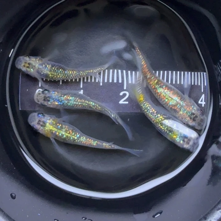 青鳉鱼猫饭星光2号