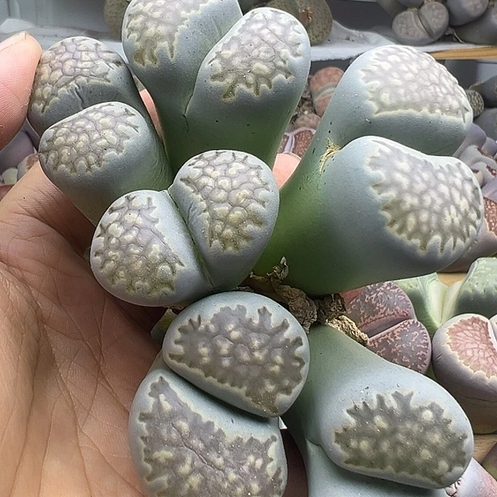 5121有点干伤开播福利