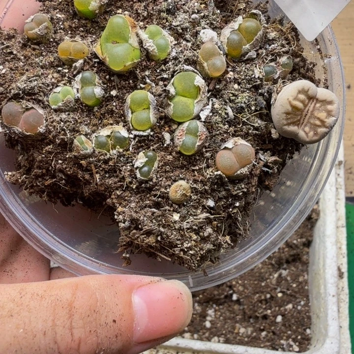 多肉植物的生长554