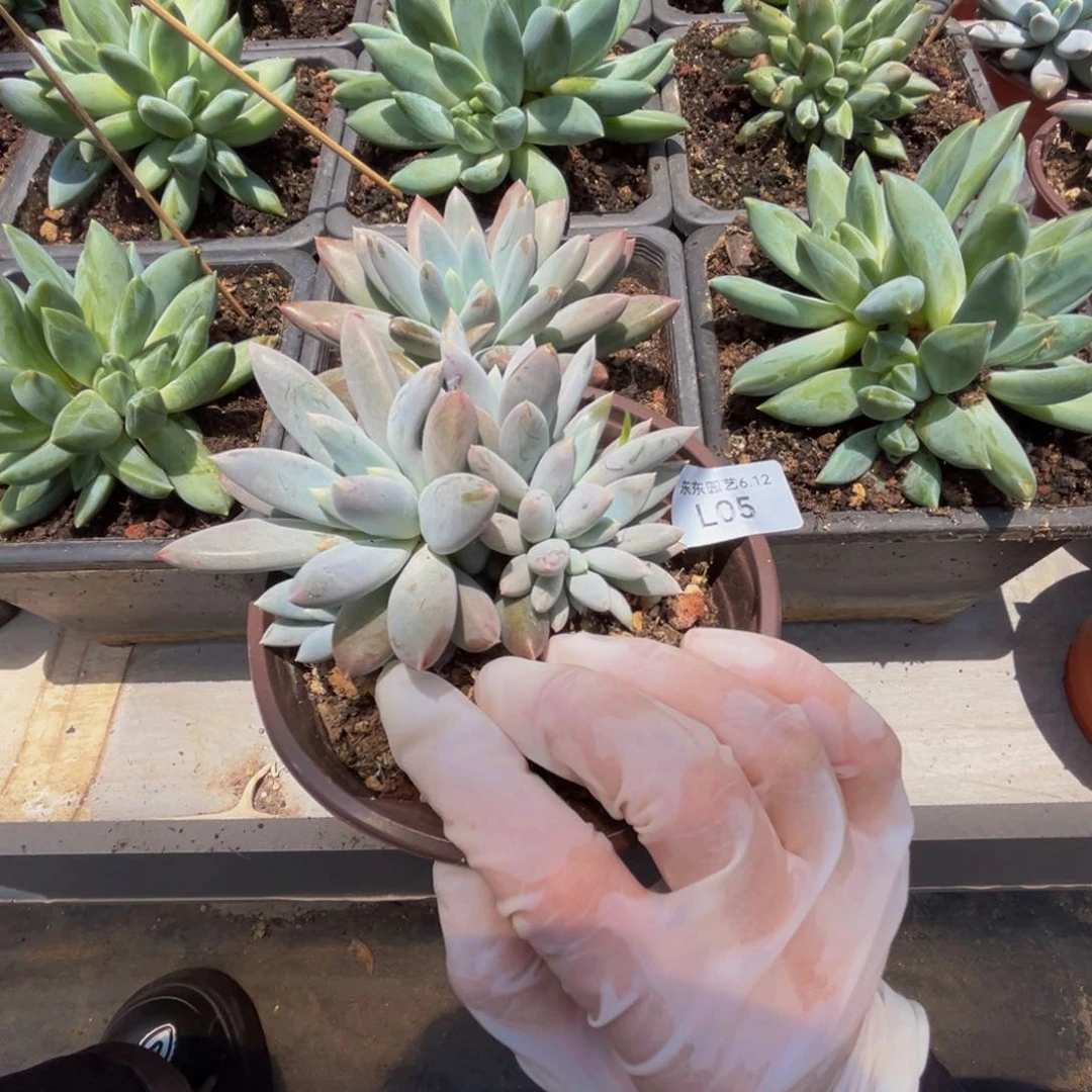 l l l l l l l l l l l l 5