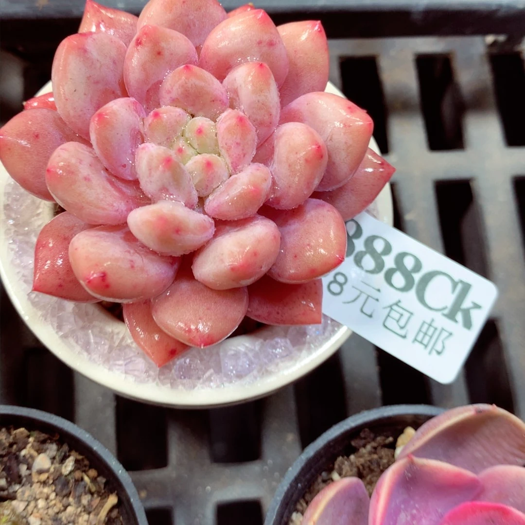 5厘米盆精控多肉888