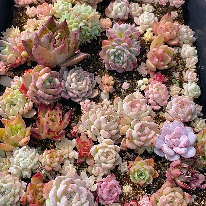 218 多肉植物盆栽花卉植物