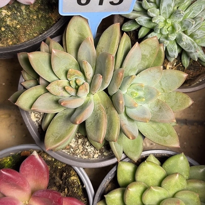 红***。多肉植物莱万特015