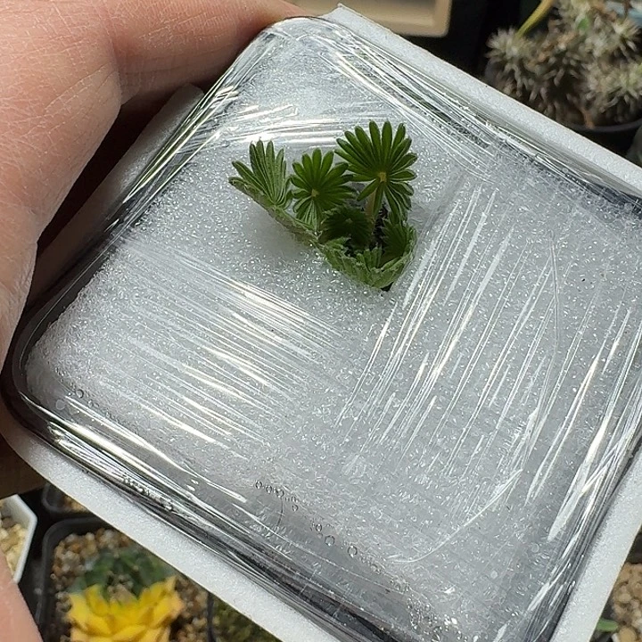 243棕榈酢浆草带盆发货