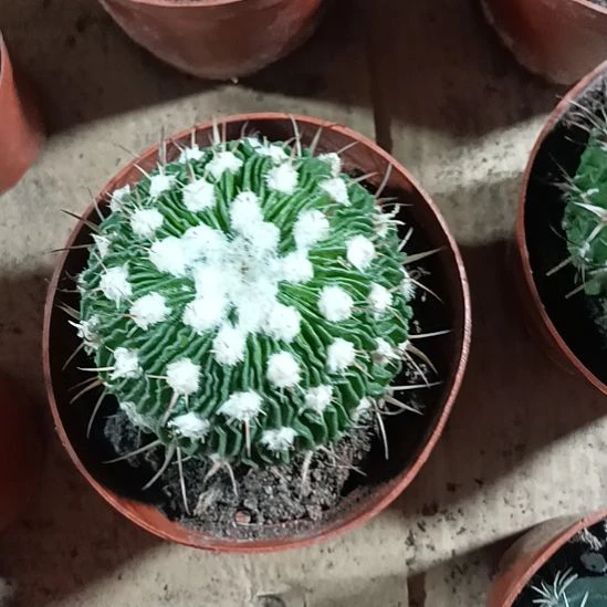 花花世界迷人眼球球好养