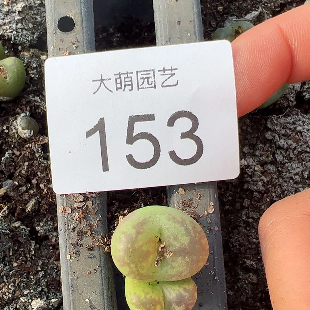 一物一拍             153