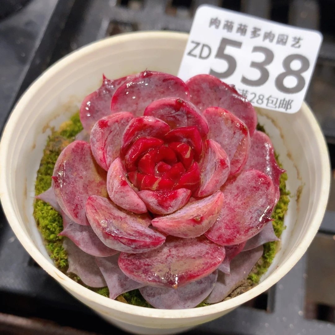 肉萌萌拇指盆精控多肉ZD538