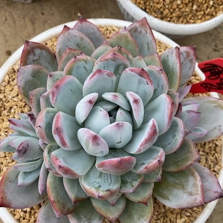 ࿐***࿐我是真的很喜欢