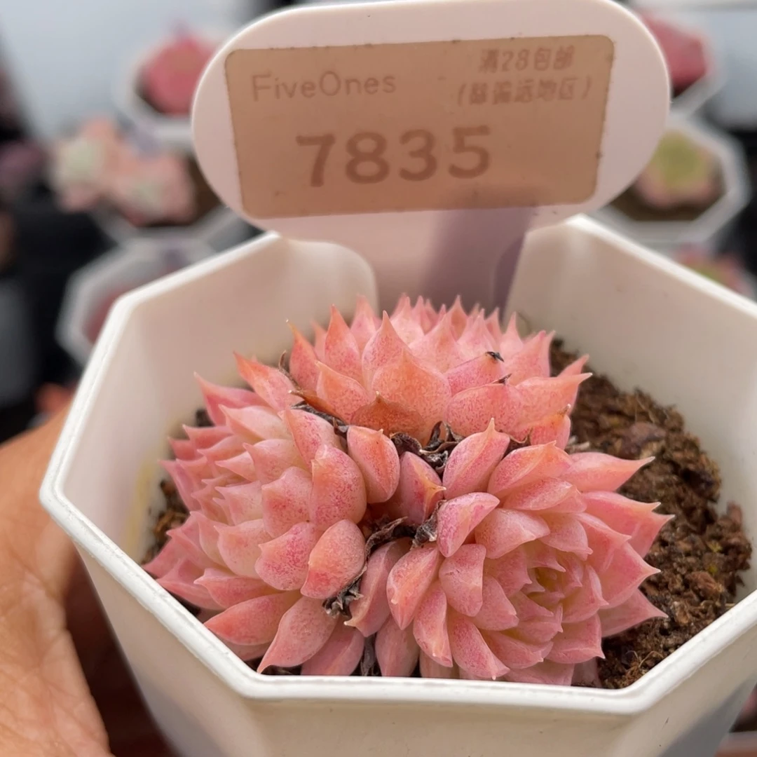 珠砂志78354-4.5厘米