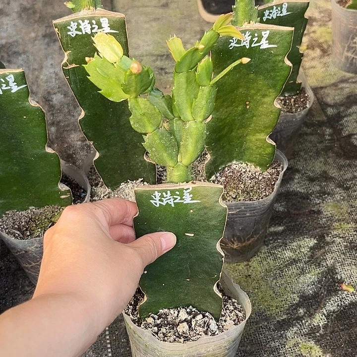 达***肉当前无花栽培后可以开花史诗