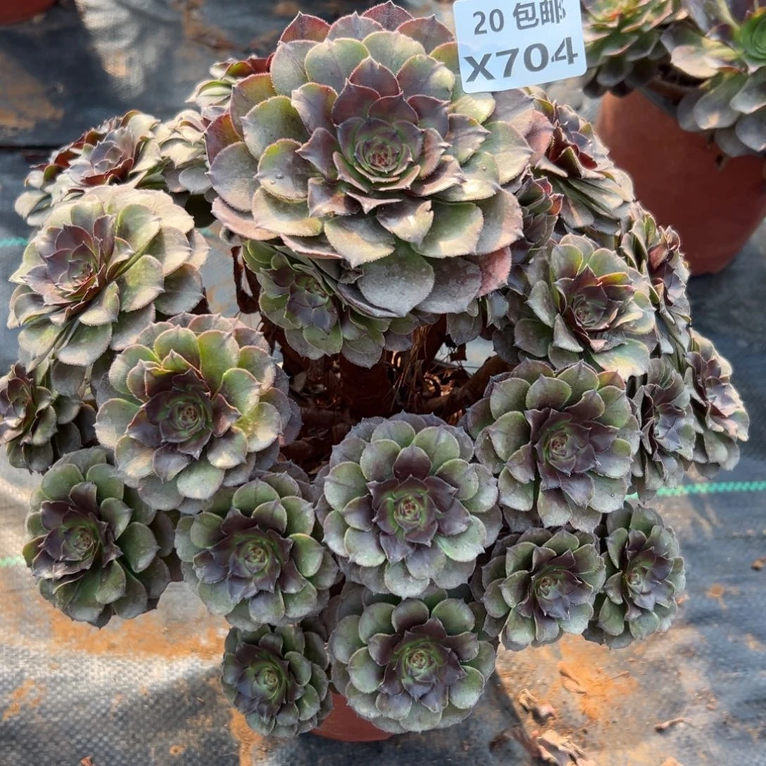 704红太阳，满20包邮嘟叮熊