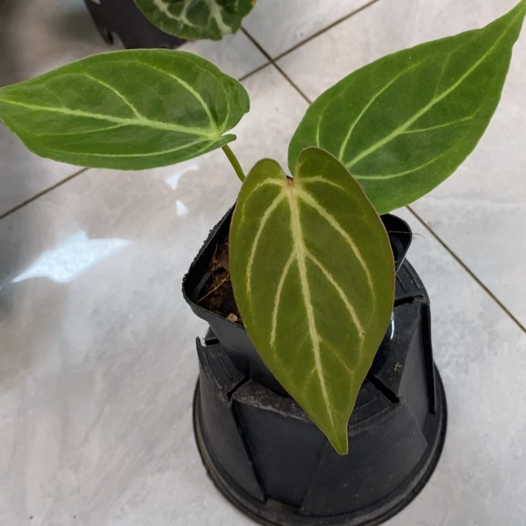 不开花植物kos杂小苗