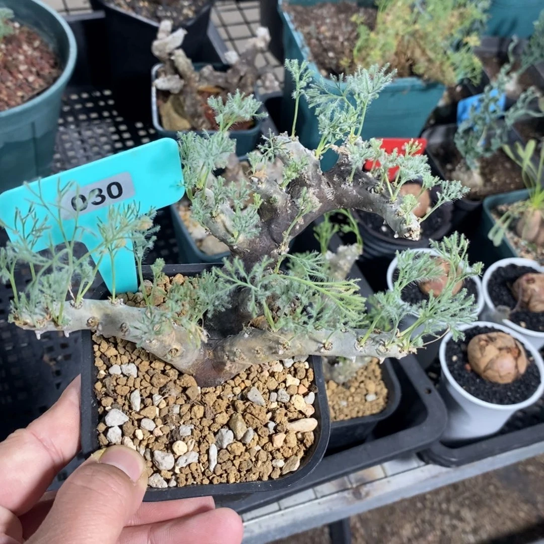 黑皮月界多肉植物