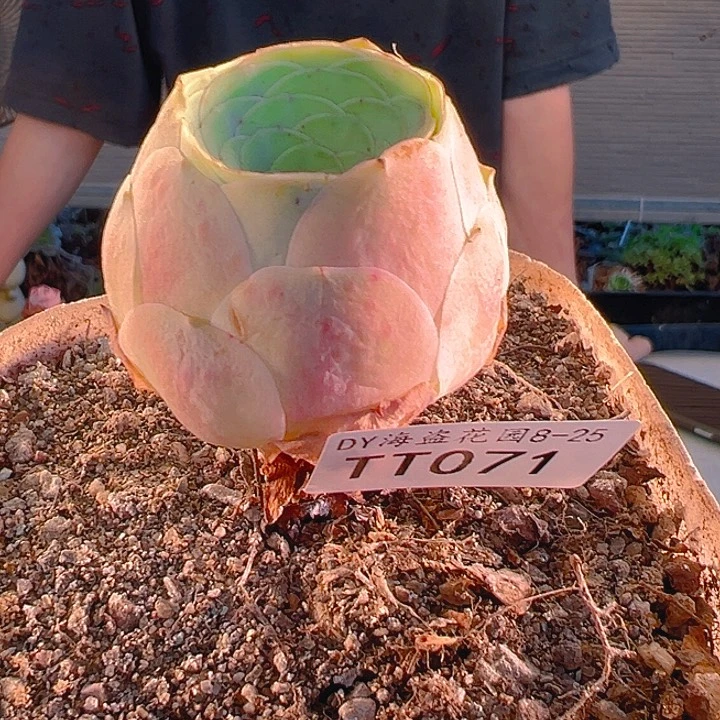 TT071。玫瑰混。 花篮。