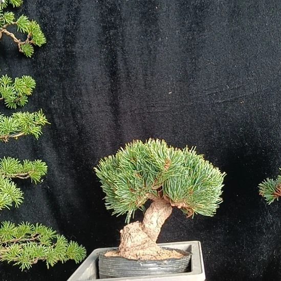 贵品大板松盆景宫岛盆景