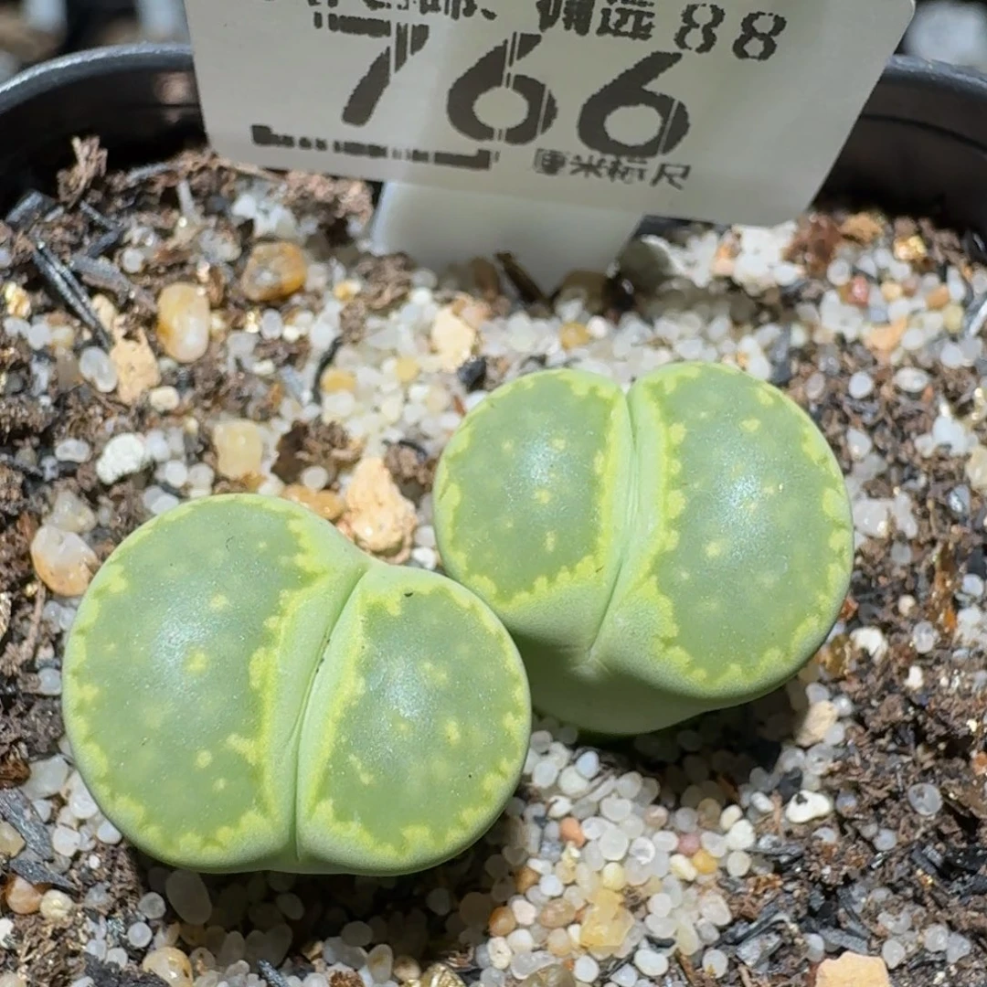 zzzzz生石花肉锥766