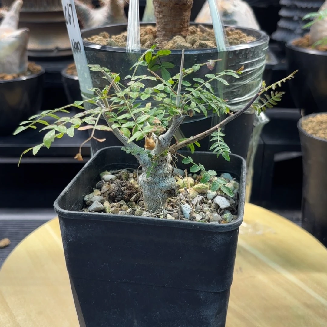 木 尼勒达乳香实生福利价