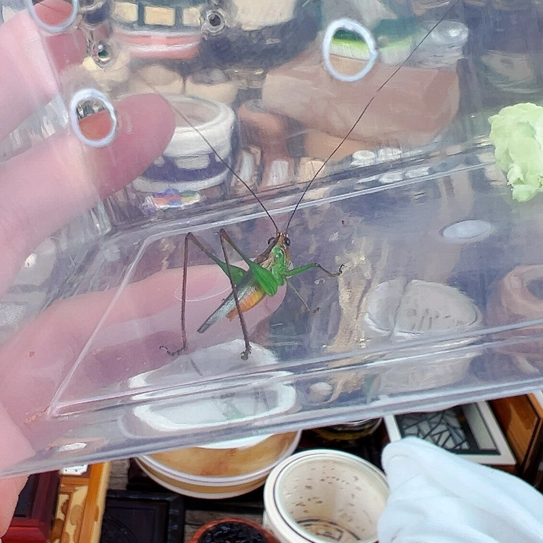 七***言漂亮的糖果彩螽一个