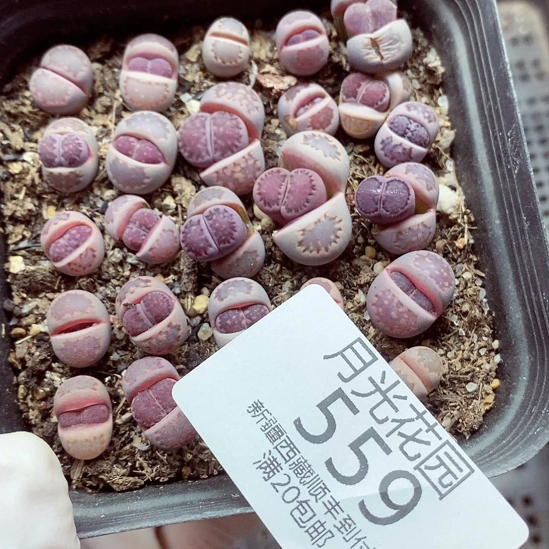 我还想和他们出去逛逛逛逛559