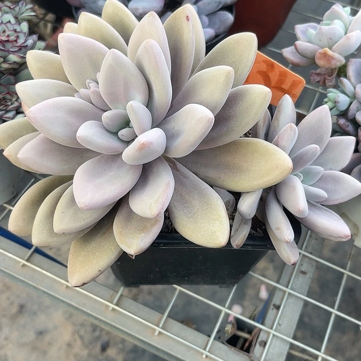 两单包邮，一物一拍134虞美人