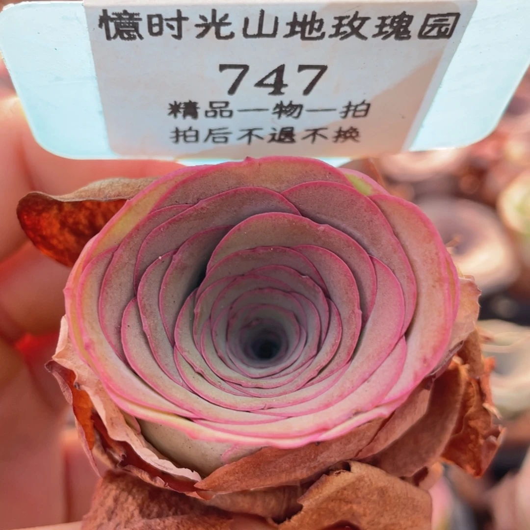 山地玫瑰747裸根发货不售后