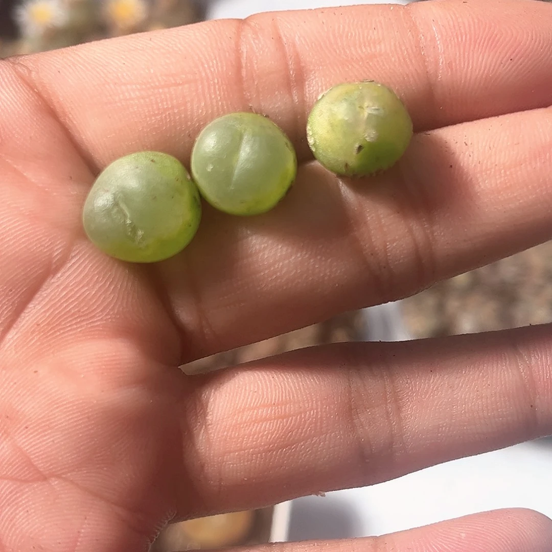 1026–番杏福利a127