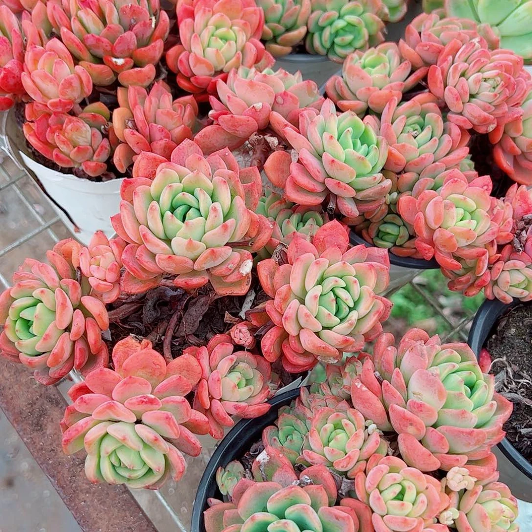 芬达多头造型精品二盆