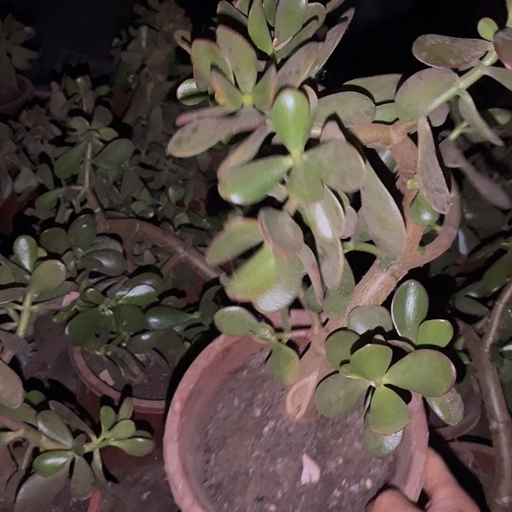 黄金花月19颗70处理多肉植物