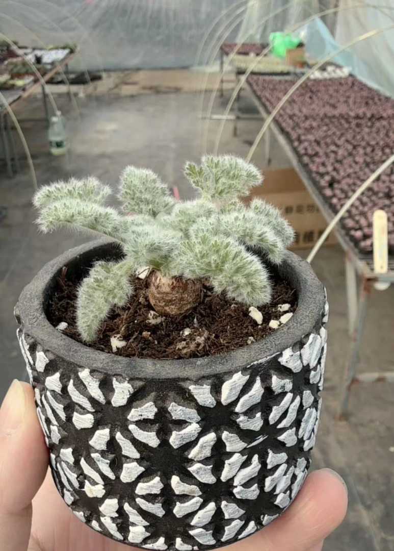 羽叶洋葵种球开花多肉盆栽 超萌不大带土球发