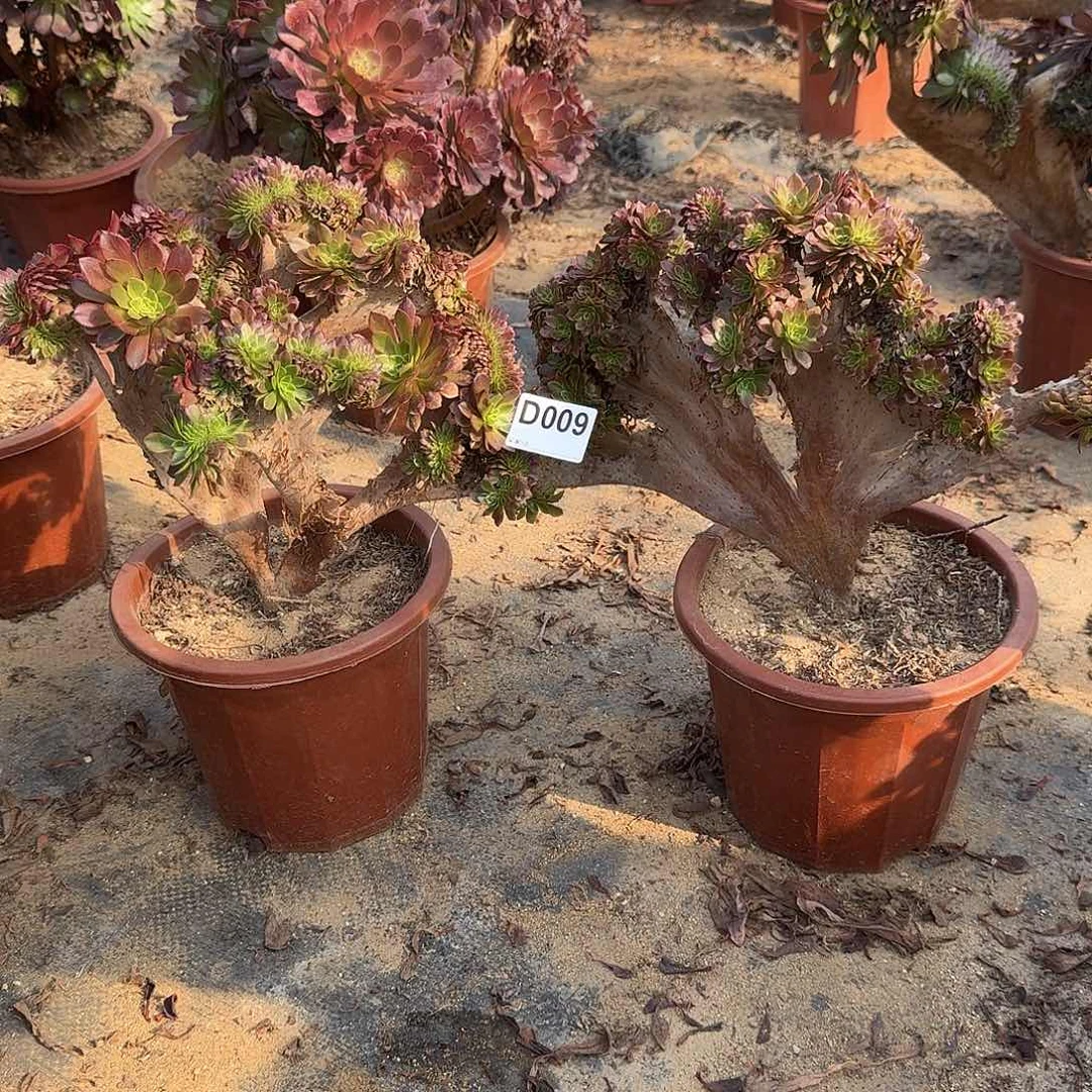 009嘉年华有大伤共2颗