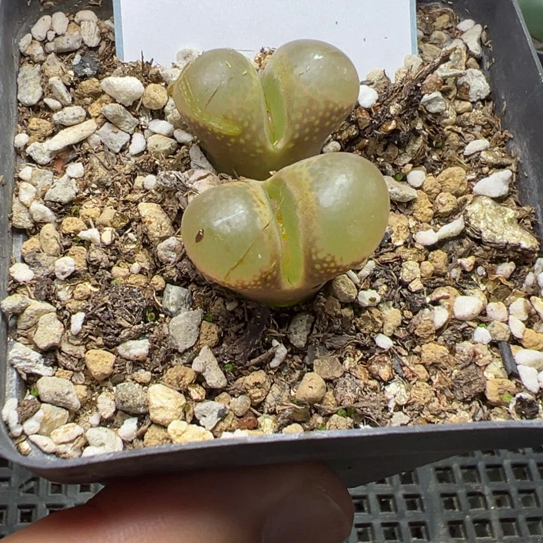 7-69肉锥多肉植物