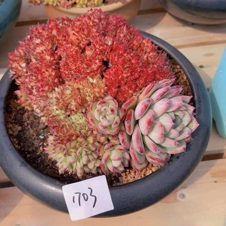 1703拉最多肉植物怎么