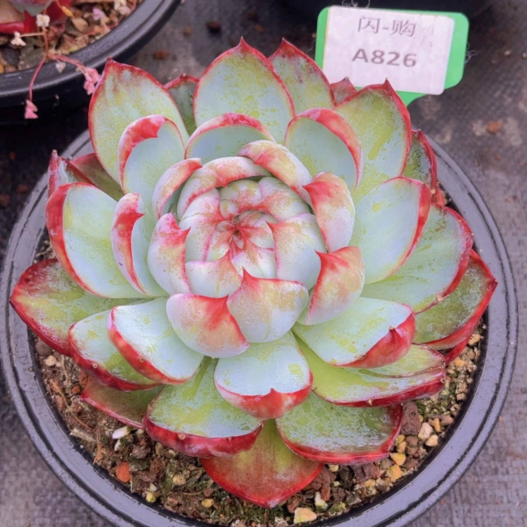 惊鸿Ａ826一颗一物一拍