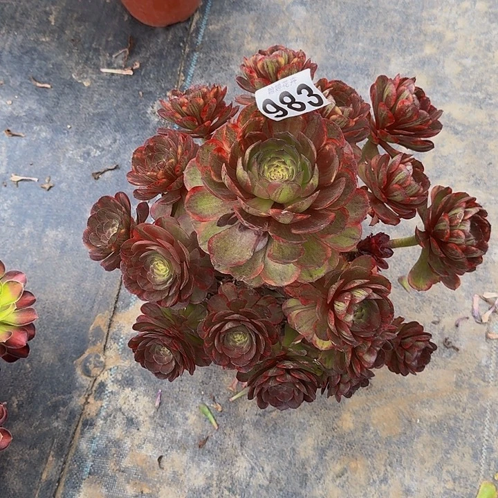 小*萝000000000000983斑斓