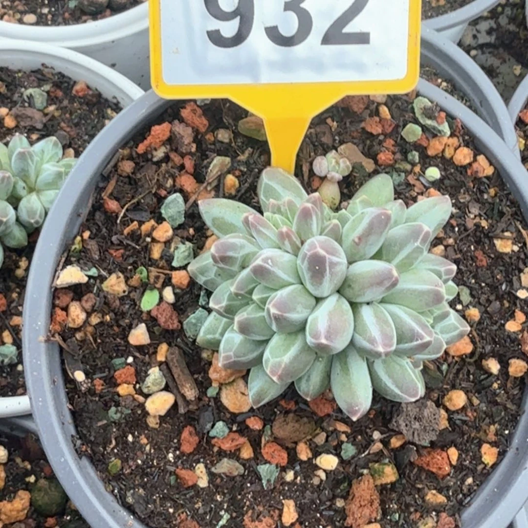 申公豹多肉植物932