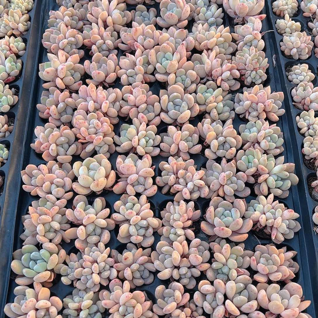 直播福利一物一拍177