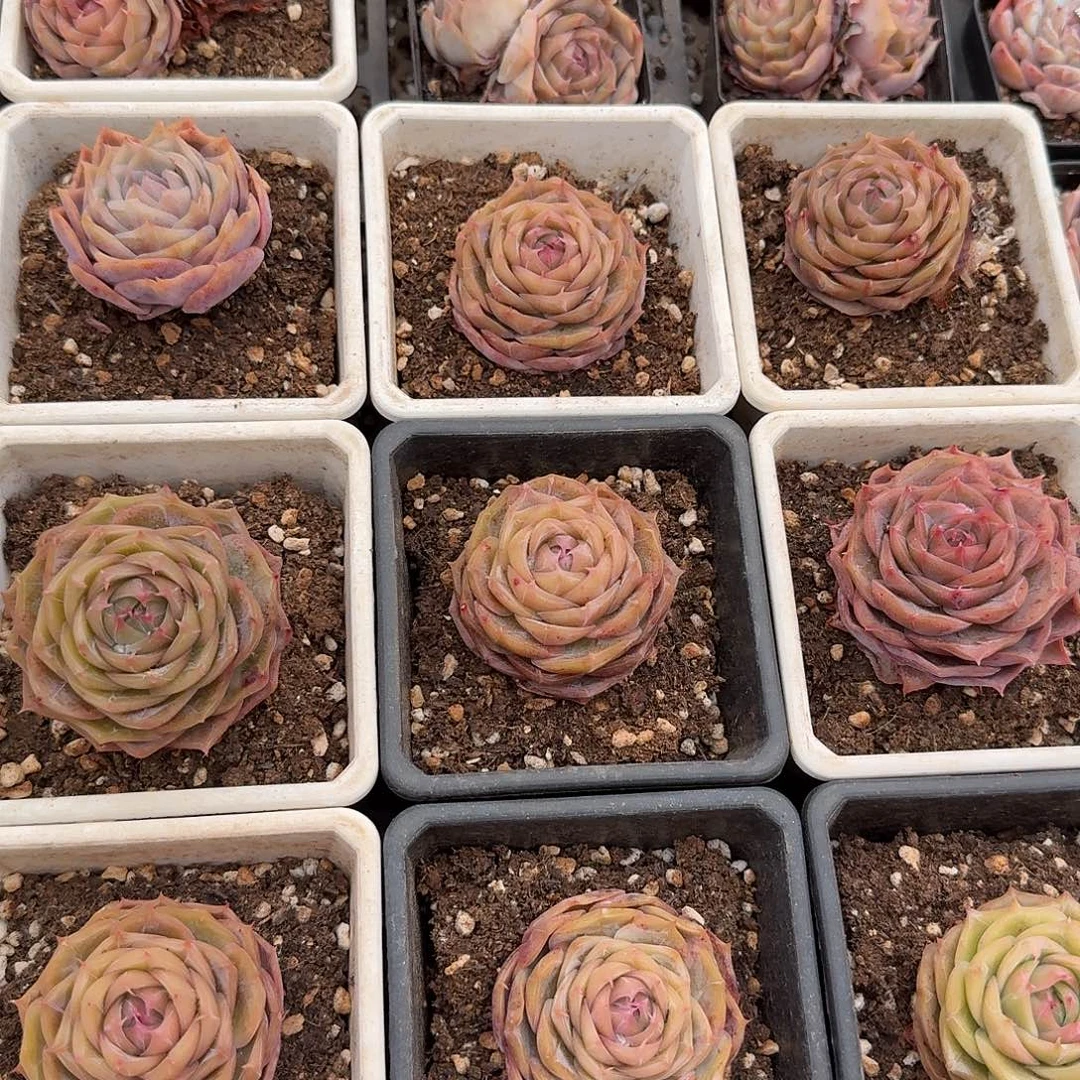 小单头琉璃盏（量拍）